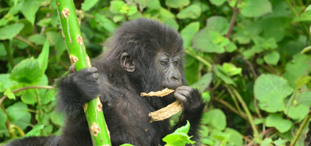 Mountain Gorilla Trek