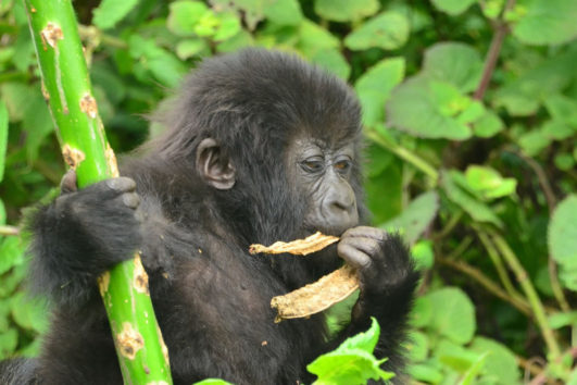 Mountain Gorilla Trek