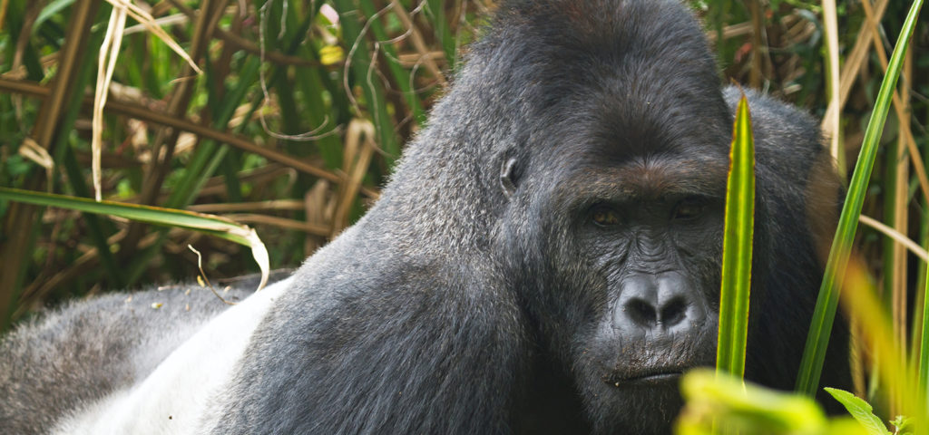 Eastern Lowland Gorillas