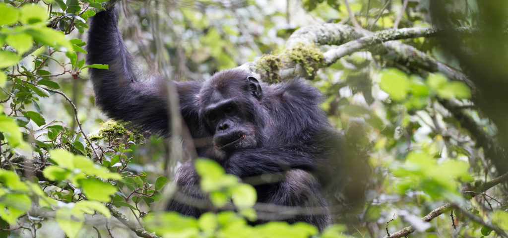 Chimpanzee Tracking