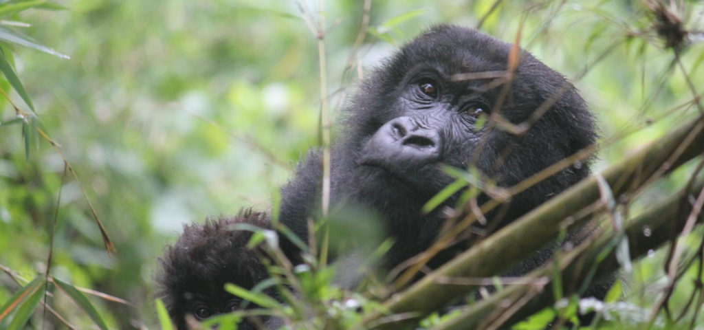 Gorilla Trekking