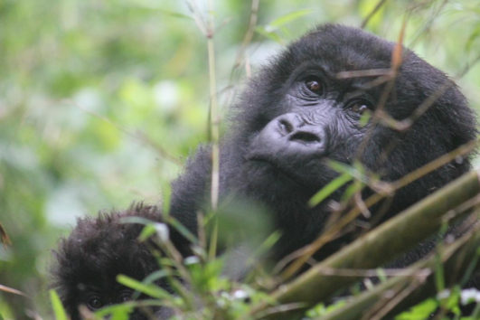 Gorilla Trekking