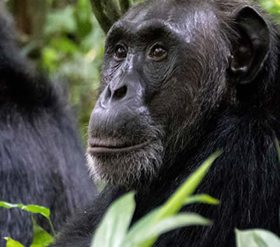 Chimpanzee Watching