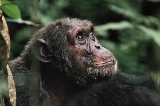 Chimpanzee Tracking