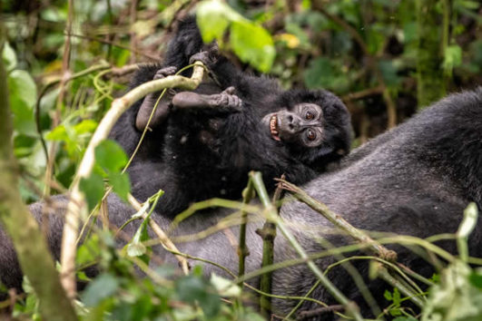 Gorilla Trekking Congo