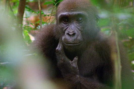 Western Lowland Gorillas