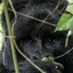 Rwanda Congo Uganda Safari