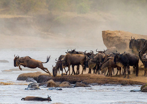 Wildebeest Migration