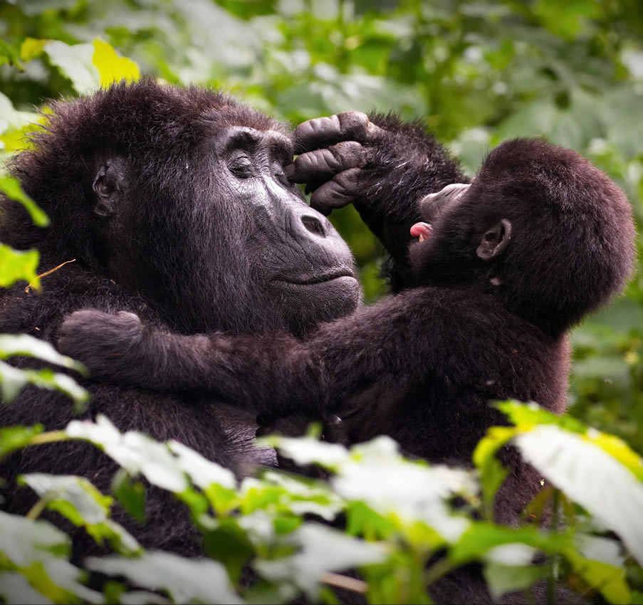 Gorilla Watching in Rwanda