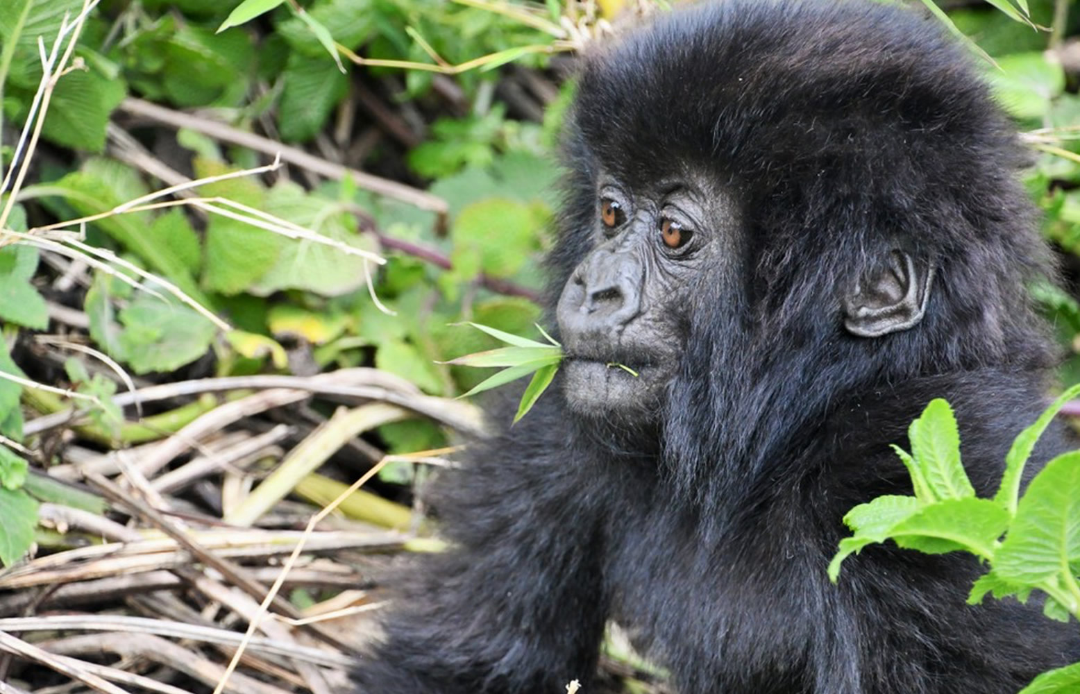 Mountain Gorilla Trekking in Africa 