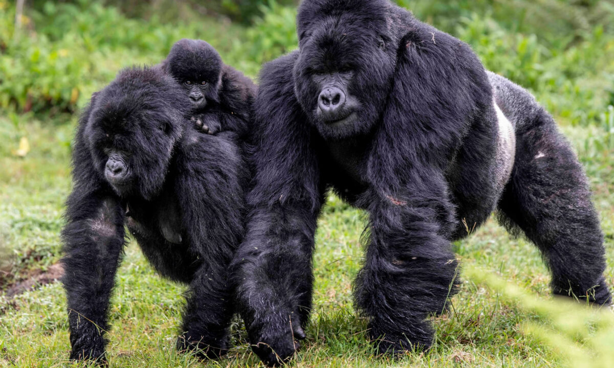 Gorilla Trekking in Rwanda