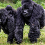 Gorilla Trekking in Rwanda